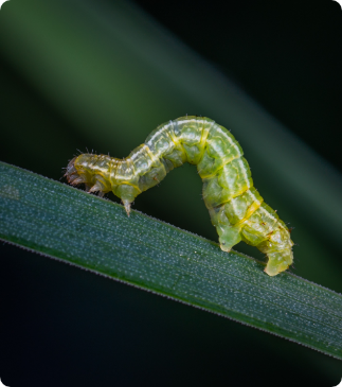 Pexels Egor Kamelev 1119582