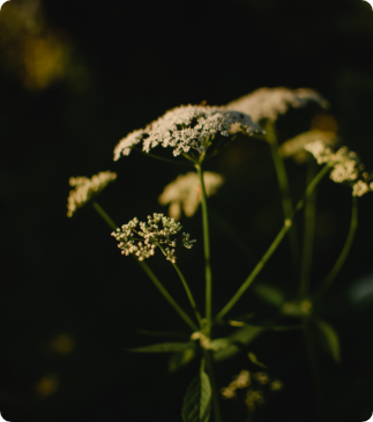 Pexels Eva Elijas 6406620