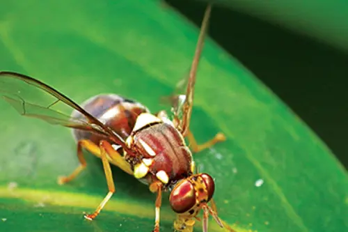 Queensland Fruit Fly