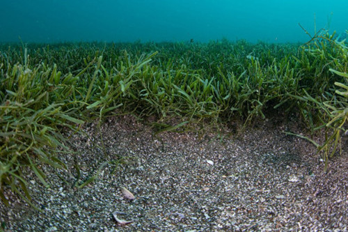 A Mat Of Exotic Caulerpa Seaweed On The Seafloor