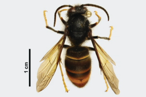 Public urged to look out for hornets in Auckland