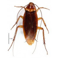 American Cockroach