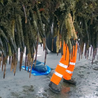 Mediterranean Fanworm
