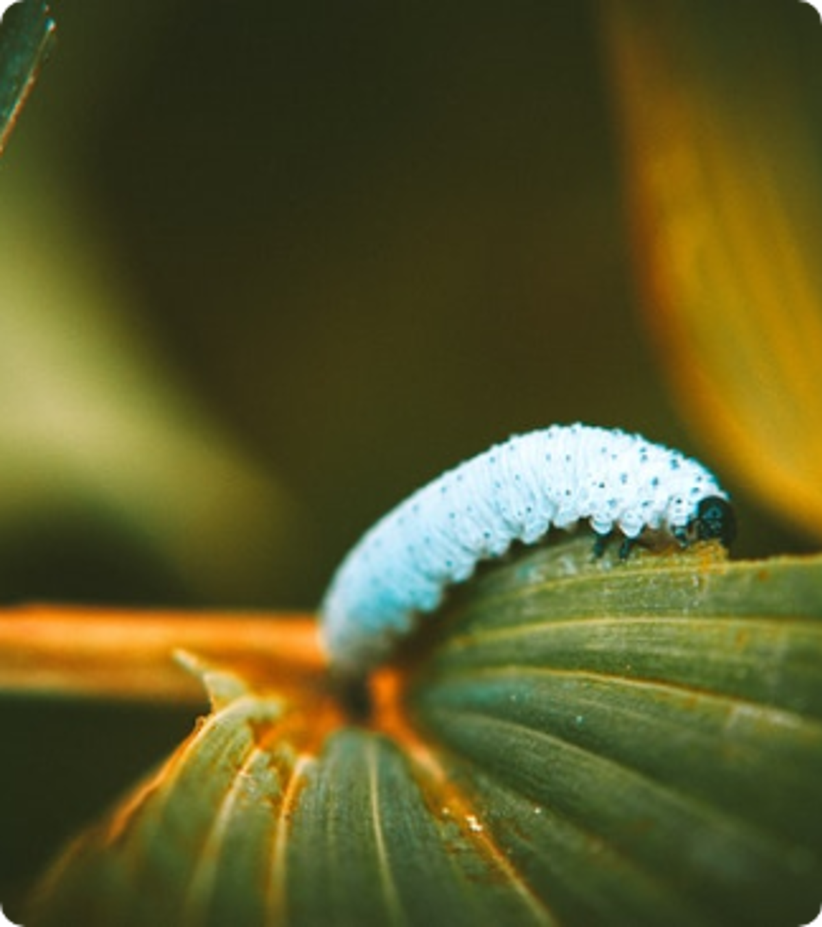 Pexels Lisa 2608452 (1)