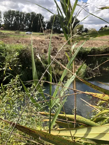 Phragmites karka by waterway - K Merrifield.jpg