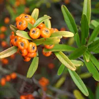 Orange Firethorn (Pyracantha Angustifolia)
