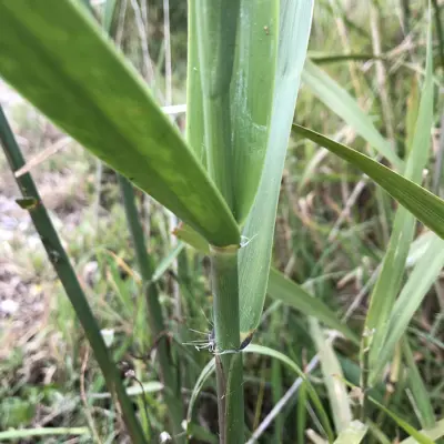 Phragmites karka - K Merrifield.jpg