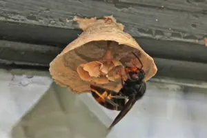 Biosecurity New Zealand intensifies hornet eradication efforts