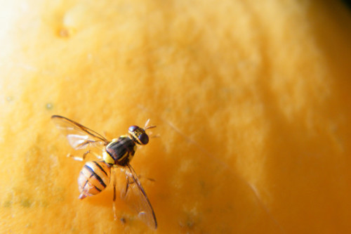 Oriental Fruit Fly 3