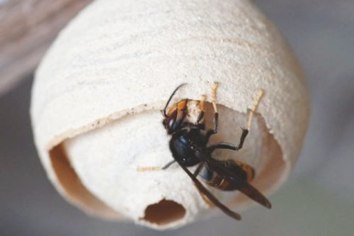 Yellow Legged Queen Hornet Primary Nest John De Carteret Jersey